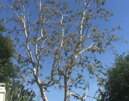 the tree experts gallery
