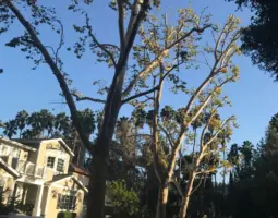 the tree experts gallery
