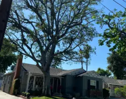 the tree experts gallery