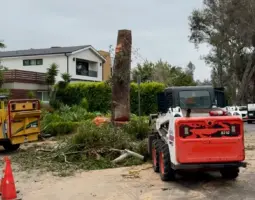 the tree experts gallery